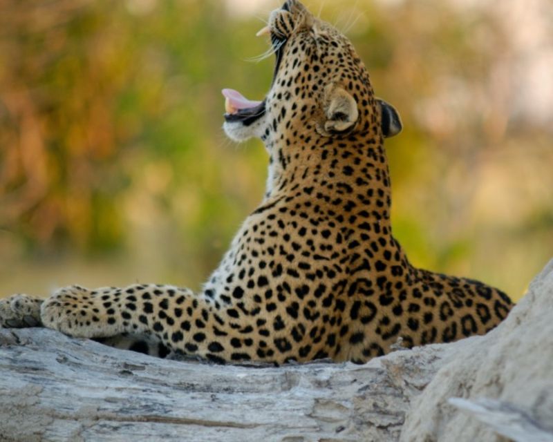 Jaipur: Jhalana/Amargarh Leopard Safari Private Tour - What it’s included in, and what you’ll need to handle yourself