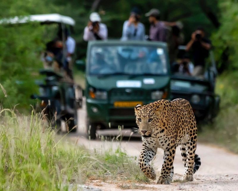 Jaipur: Jhalana/Amargarh Leopard Safari Private Tour - Who should book this Jaipur leopard safari?