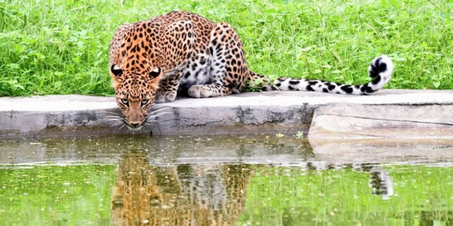 Jaipur: Jhalana/Amargarh Leopard Safari Private Tour - Jhalana Leopard Safari Park: your first big-cat search window