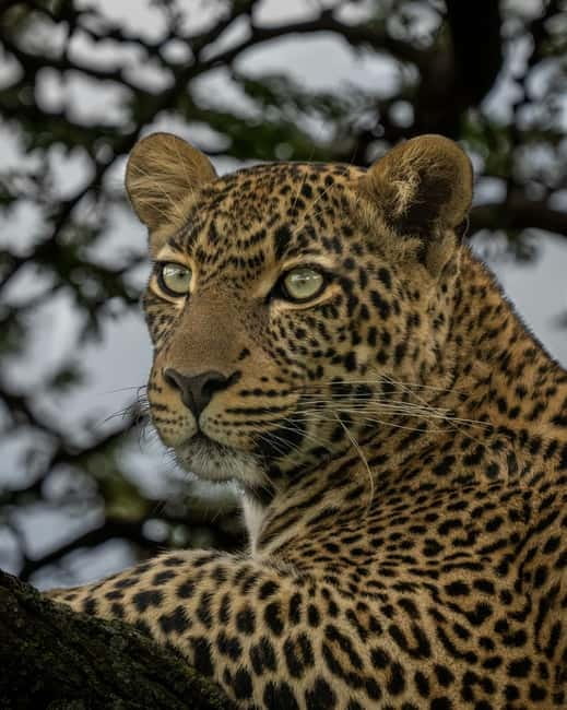 Jaipur: Jhalana leopard safari private tour - Key Things To Know Before You Go To Jhalana Safari Park
