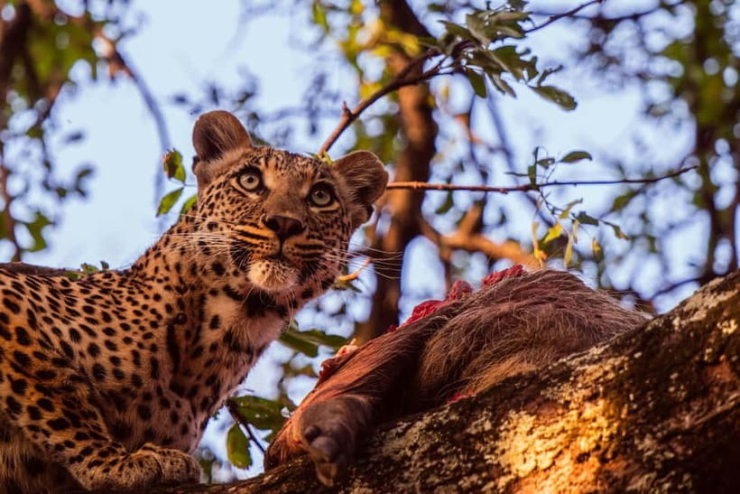 Jaipur: Jhalana leopard safari private tour - Getting to Jhalana: hotel pickup and the air-conditioned ride from Jaipur