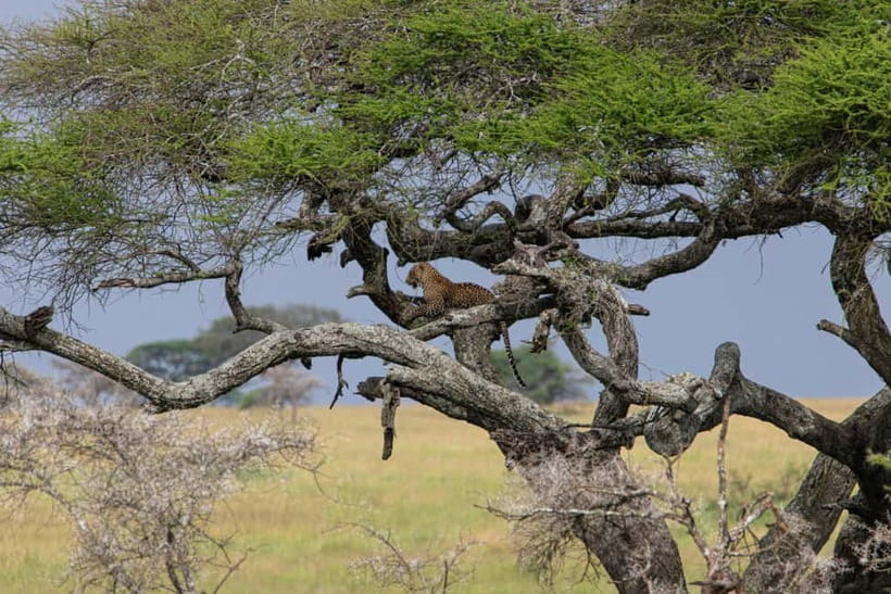 Jaipur: Jhalana leopard safari private tour - The half-day timeline: what to expect during the 3 to 5 hour safari window