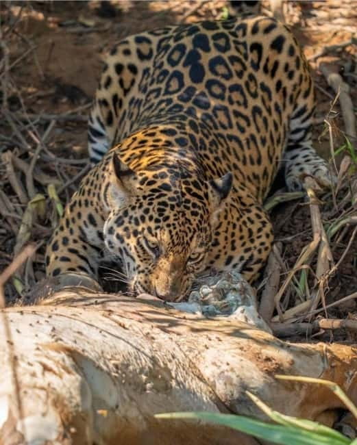 Jaipur: Jhalana leopard safari private tour - Jhalana spotting strategy: leopards, panthers, and spotted deer