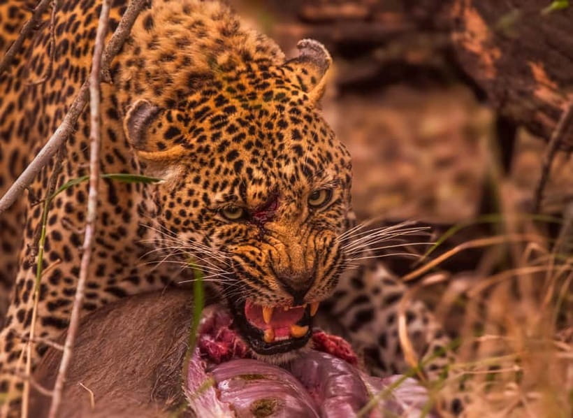 Jaipur: Jhalana leopard safari private tour - Comfort and off-road reality: air-conditioned transfers and rugged jeep time