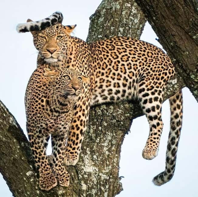 Jaipur: Jhalana leopard safari private tour - Guide quality and English explanations: what you gain besides sightings
