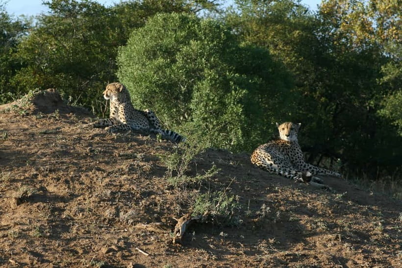 Jaipur: Jhalana leopard safari private tour - Price and value for a $60 per person half-day safari