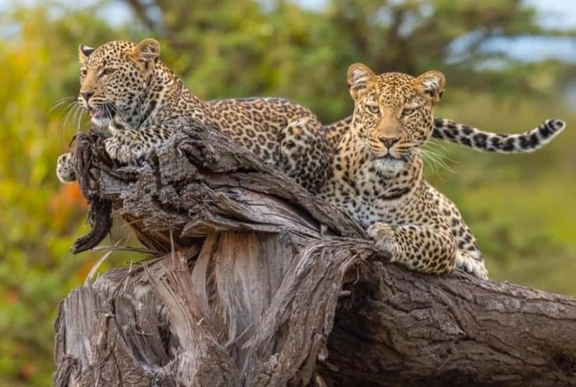 Jaipur: Jhalana leopard safari private tour - What’s included, what’s not, and the small practical gotchas