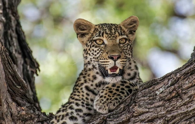 Jaipur: Jhalana leopard safari private tour - How the 4x4 safari works in Jhalana Safari Park