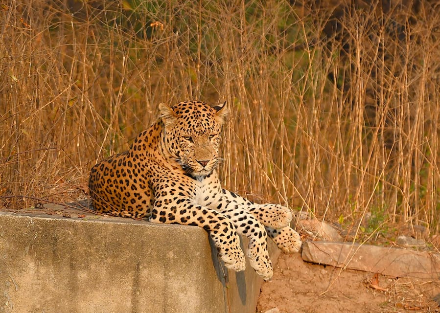 Jaipur: Jhalana Leopard Safari Tour - Meeting point in Malviya Nagar: the simple plan for arriving smoothly