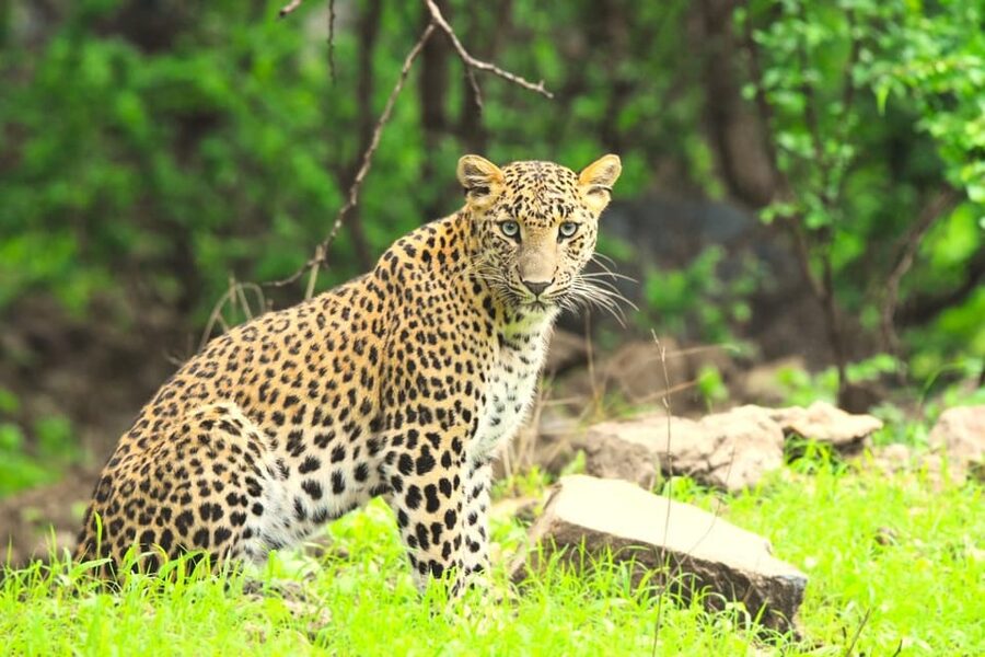 Jaipur: Jhalana Leopard Safari Tour - Conservation context: what you’re supporting when you go