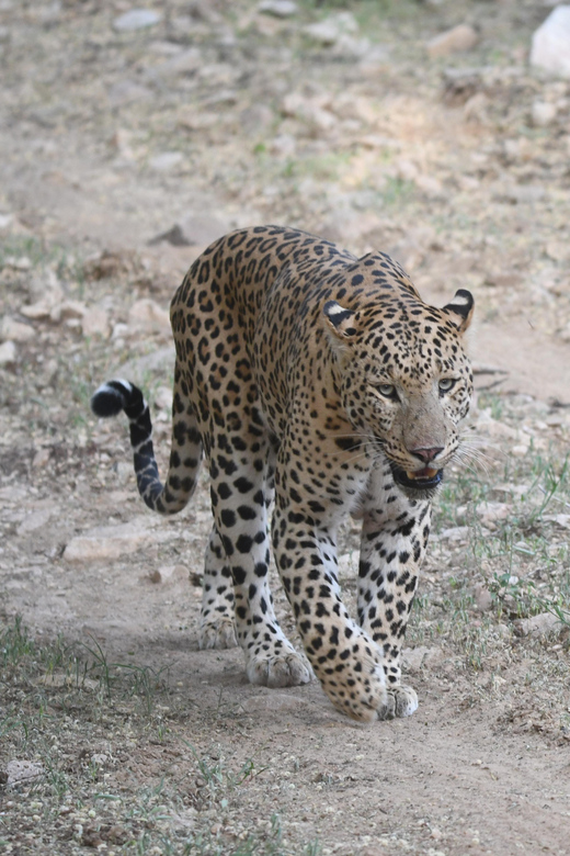 Jaipur: Jhalana Leopard Safari Tour - My booking checklist so your safari day goes smoother