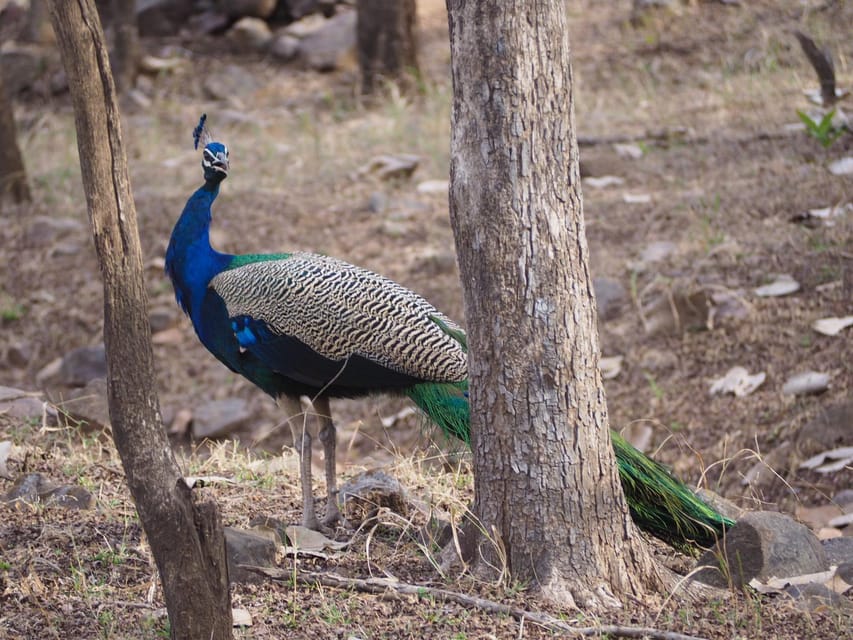 Jaipur: Leopards Safari Tour at Jhalana l Spot Wild Animals - Booking and planning tips for a smoother safari day