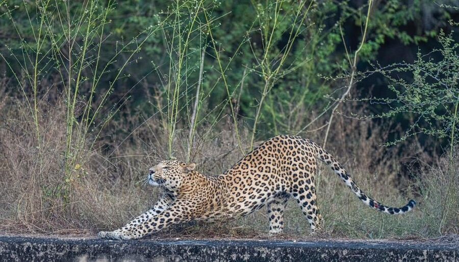 Jaipur: Leopards Safari Tour at Jhalana l Spot Wild Animals - Getting There from Jaipur: pickup, timing, and the 3.5-hour rhythm