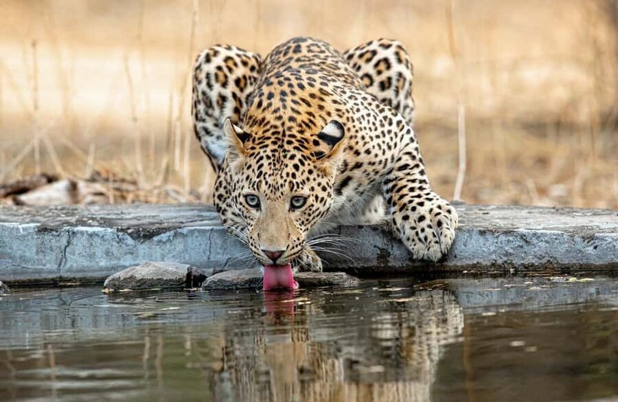 Jaipur: Leopards Safari Tour at Jhalana l Spot Wild Animals - Your trained naturalist guide: how spotting gets easier