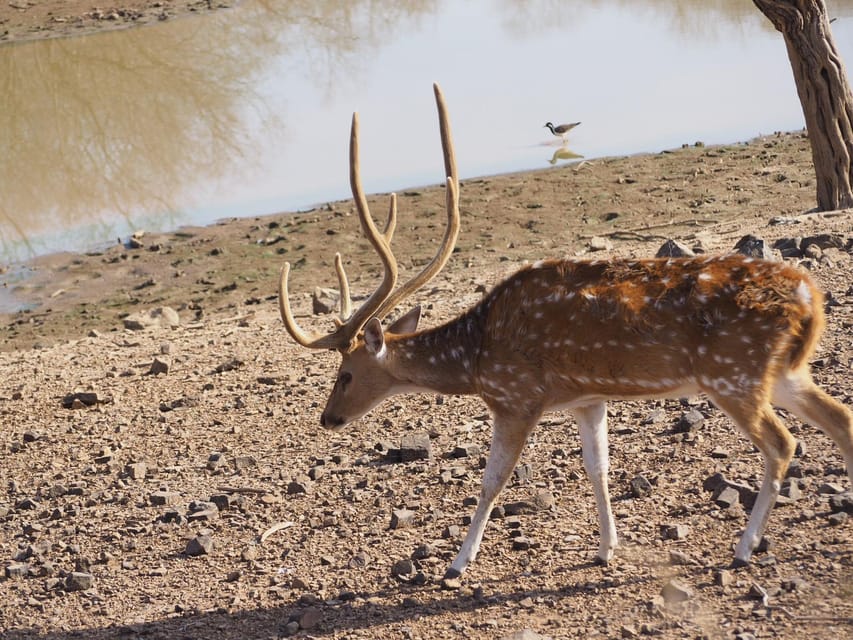 Jaipur: Leopards Safari Tour at Jhalana l Spot Wild Animals - Beyond leopards: deer, foxes, blue bulls, hyenas, and birds