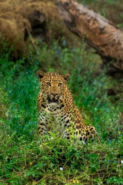 Jaipur: Leopards Safari Tour at Jhalana l Spot Wild Animals - What to bring (and what not to bring): the rules are strict for a reason