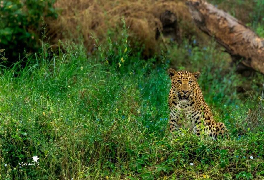 Jaipur: Leopards Safari Tour at Jhalana l Spot Wild Animals - Who should book this safari, and who should skip it