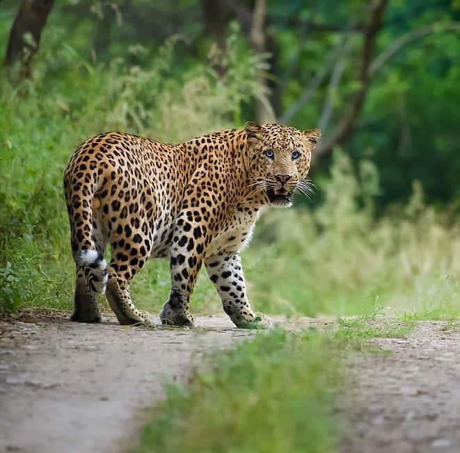 Jaipur: Leopards Safari Tour at Jhalana l Spot Wild Animals - Open 4-wheel drive jeep time: what it feels like and how to photo it