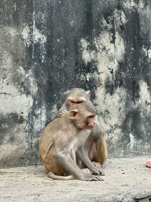 Jaipur: Monkey Temple and Sun Temple Guided Tour - Entering Galta Ji: Why this short tour hits the right notes