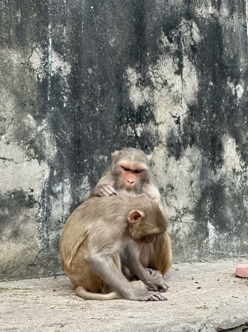 Jaipur: Monkey Temple and Sun Temple Guided Tour - Pickup timing in Jaipur and the smooth rhythm of the day