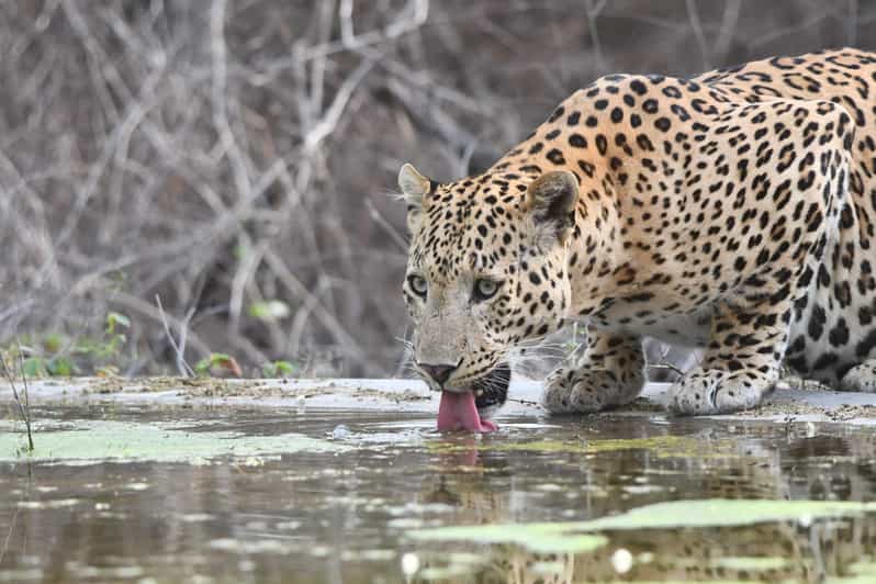 Jaipur: Private Jhalana Leopard Safari Tour - Jhalana Leopard Reserve: Why this Jaipur safari feels different