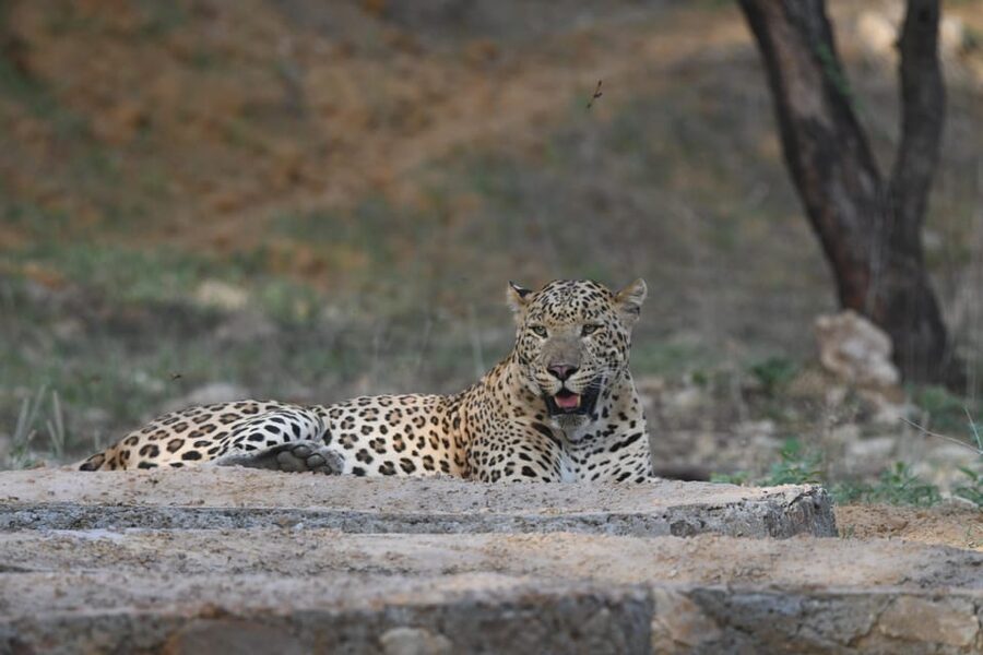 Jaipur: Private Jhalana Leopard Safari Tour - Price and value: $206 per group up to 6, and why group size matters