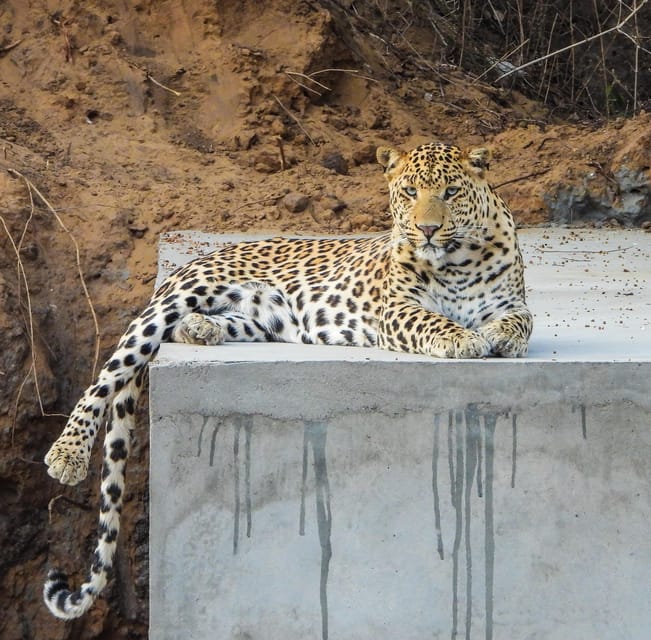 Jaipur: Private Jhalana Leopard Safari Tour - Rules of the reserve: the stuff that keeps the safari smooth