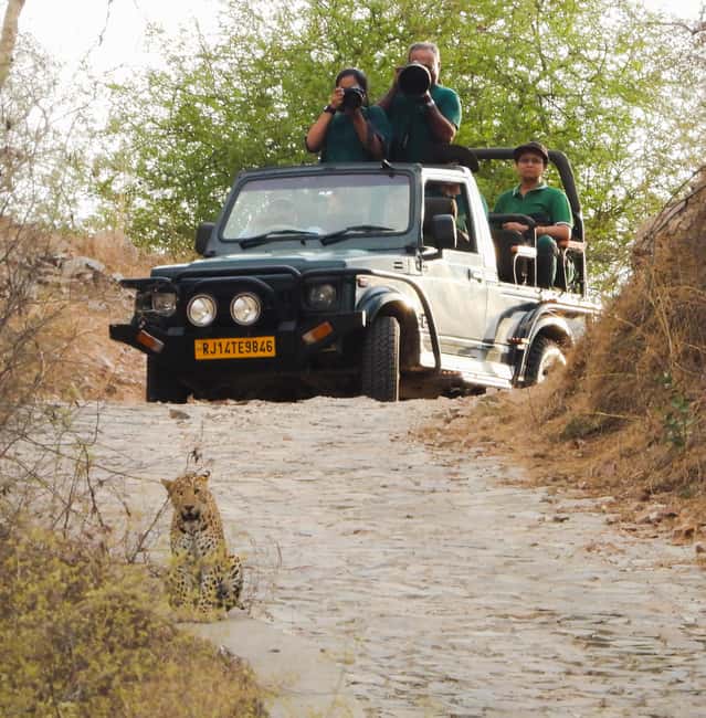 Jaipur: Private Jhalana Leopard Safari Tour - What you can realistically see: leopards and the rest of the cast