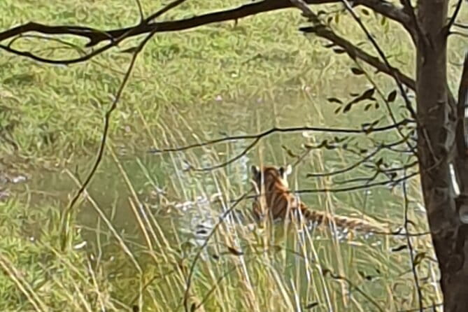 Jaipur Ranthambore Full Day Private Tour - A Long Day, But a Straight Shot to Wildlife