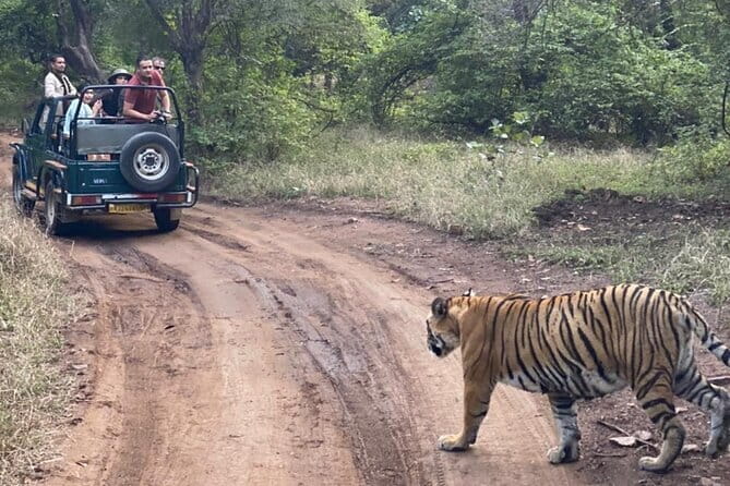 Jaipur Ranthambore Full Day Private Tour - The Private Driver Advantage in Real Life