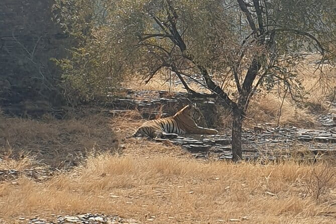 Jaipur Ranthambore Full Day Private Tour - Who This Tour Suits Best