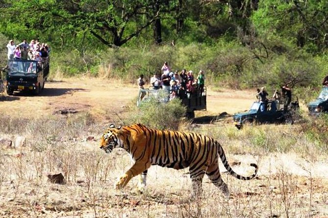 Jaipur Ranthambore Same Day Tour (Ask us on Email before booking) - The private air-conditioned ride: comfort that protects your focus