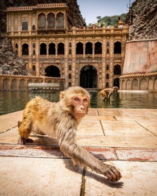 Jaipur sightseeing tour with monkey temple (Galta ji temple) - Key takeaways before you go
