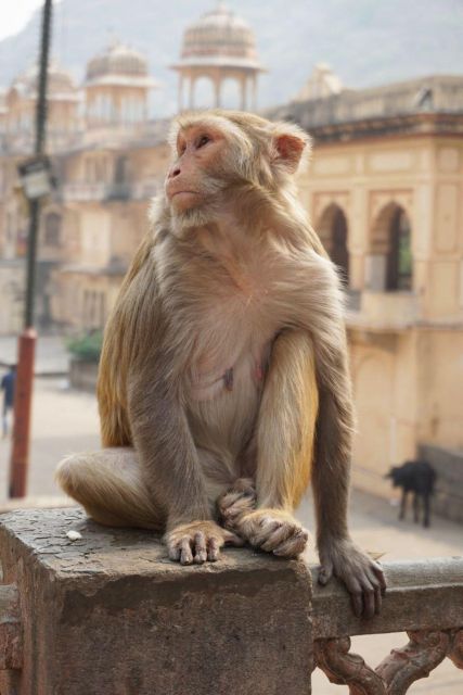 Jaipur sightseeing tour with monkey temple (Galta ji temple) - Panna Meena ka Kund: a quick stop that’s easy to miss