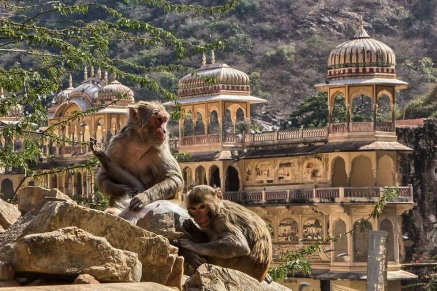 Jaipur sightseeing tour with monkey temple (Galta ji temple) - Galta Ji Monkey Temple: sunset vibes and hilltop energy