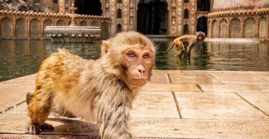 Jaipur sightseeing tour with monkey temple (Galta ji temple) - Jaipur pickup, car comfort, and how the day flows
