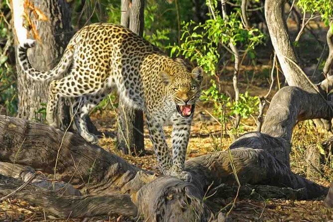 Jaipur to Jhalana Leopard reserve Private Day Trip All Inclusive - Key highlights to know before you go
