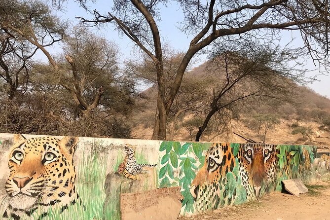 Jaipur to Jhalana Leopard reserve Private Day Trip All Inclusive - A Jaipur leopard safari that fits into a short day