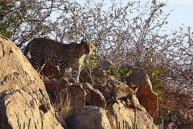 Jaipur to Jhalana Leopard reserve Private Day Trip All Inclusive - Jhalana’s open-park setup, why it changes your odds