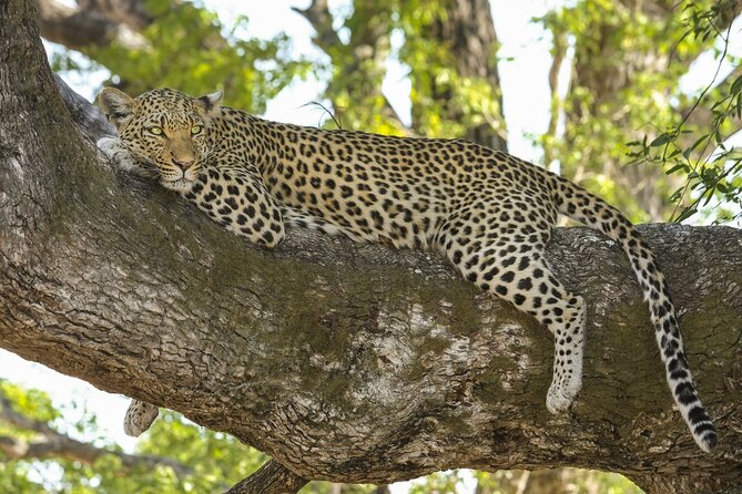 Jaipur to Jhalana Leopard reserve Private Day Trip All Inclusive - How the day actually flows from Jaipur