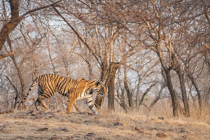 Jaipur to Ranthambore National Park Private One Day Trip - Should you book this Jaipur to Ranthambore private one-day trip?