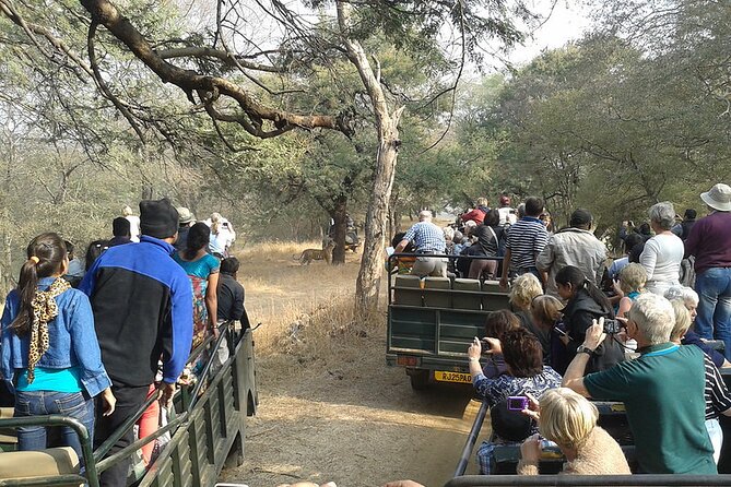 Jaipur to Ranthambore National Park Private One Day Trip - Safari time reality: open vehicle spotting and what to expect to see