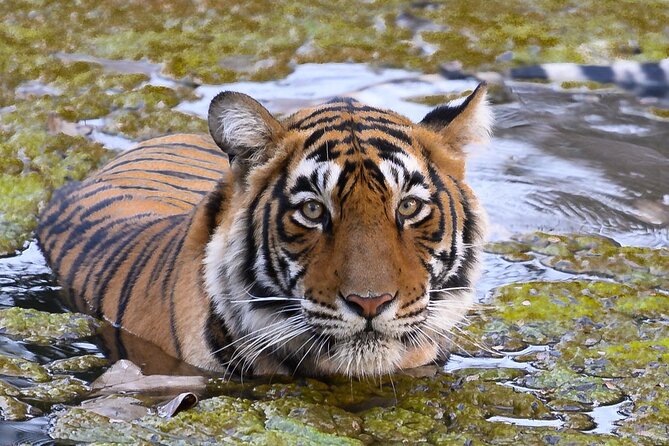 Jaipur to Ranthambore Same Day Tiger Safari - Key highlights at a glance