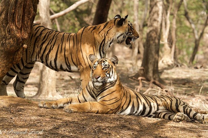 Jaipur to Ranthambore Same Day Tiger Safari - Pickup and timing: the long drive that turns into a safari day