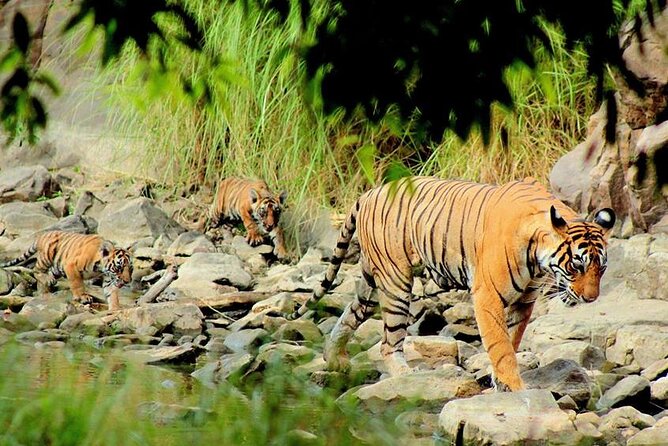 Jaipur to Ranthambore Same Day Tiger Safari - Ranthambore National Park: the wildlife list you should know