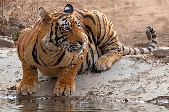 Jaipur to Ranthambore Same Day Tiger Safari - Why the naturalist matters more than you think
