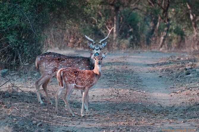 Jaipur to Ranthambore Same Day Tiger Safari - The drive back: what the evening return feels like