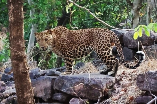 Jaipur to Ranthambore Same Day Tiger Safari - Price and value: is $110 a fair deal for one-day Ranthambore?