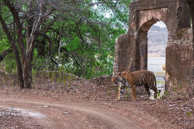 Jaipur to Ranthambore Same Day Tiger Safari - Who this day trip suits best