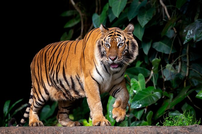 Jaipur to Ranthambore Tiger reserve Safari Day trip All Inclusive - Jaipur Pickup That Actually Makes the Day Work